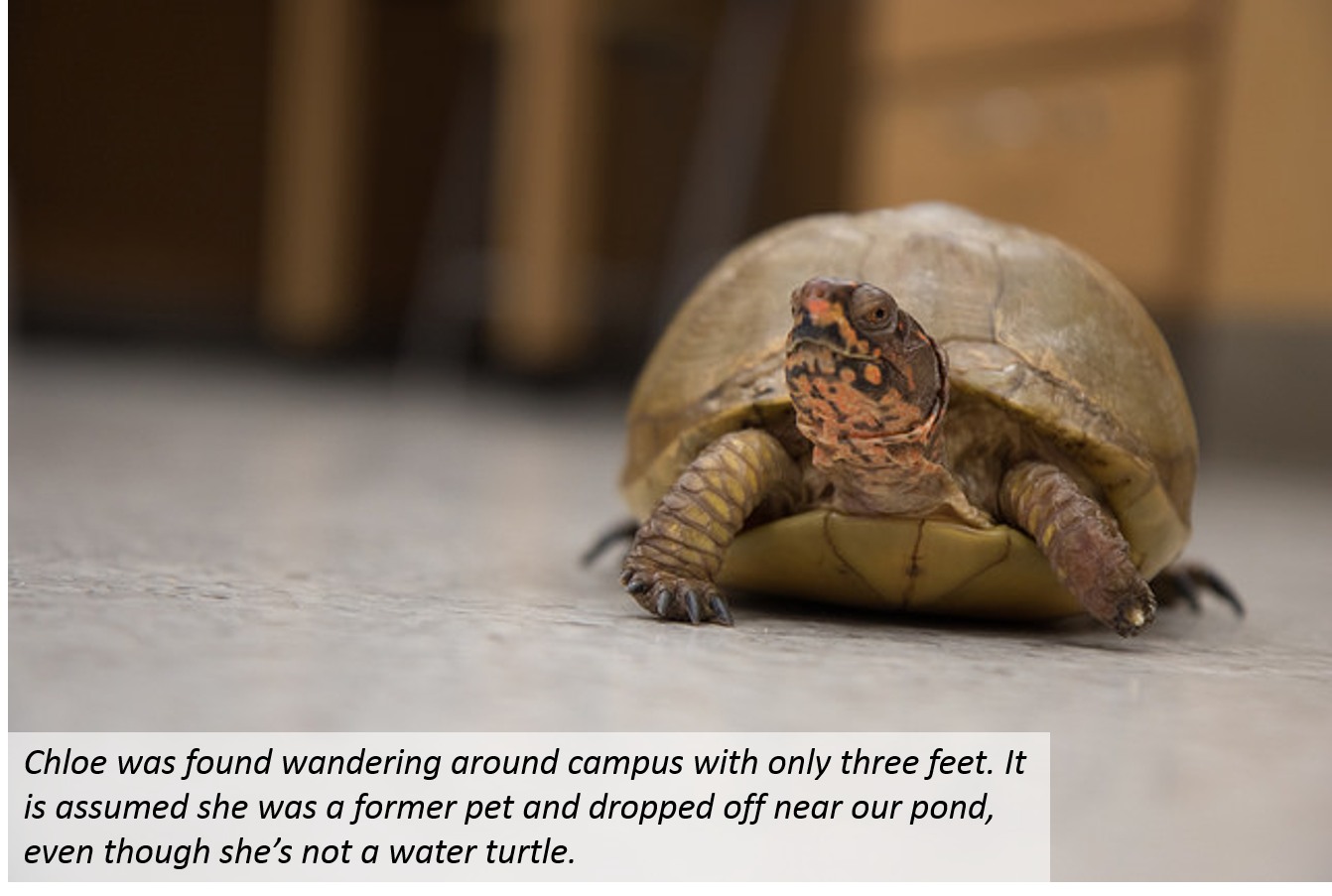 Turtle